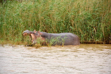 Fototapeta premium Flusspferde