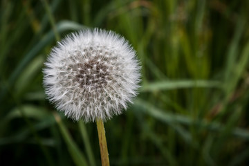 Puffball OR Dandelion Ready for Take Off