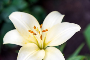 Fototapeta na wymiar Beautiful Lily flower on green leaves background. Lilium longiflorum flowers in the garden.
