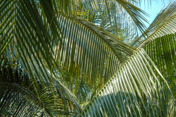 Obraz premium Coconut Groves - Ampawar Thailand 