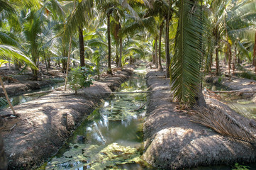 Coconut Groves - Ampawar Thailand 