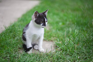 closeup of cat in the grass. focus on the head
