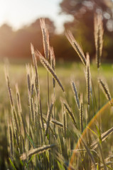 Green wheat field with rays of the sun