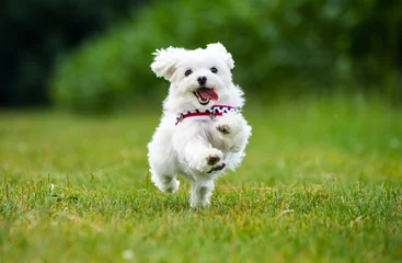 Tuinposter Hond Kleine Maltese hond springt over een weiland