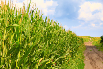 Cornfield on Bright Summer Day