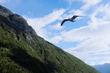 Gull flying over Norwegian fjord