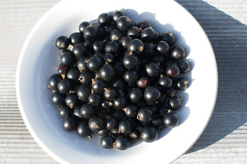 black currant in a white bowl in the sunlight