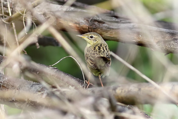 Locustella naevia. A bird in the branches of a willow in Siberia