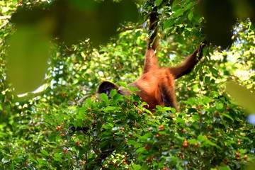 Klammeraffe in Costa Rica