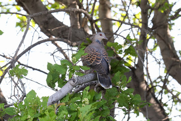 Streptopelia orientalis. Big turtle on a summer day