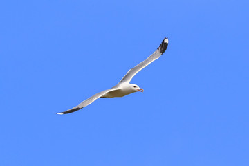 Larus canus. Seagull flies gracefully in Siberia