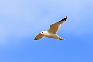 Larus canus. Graceful Seagull flying in Siberia