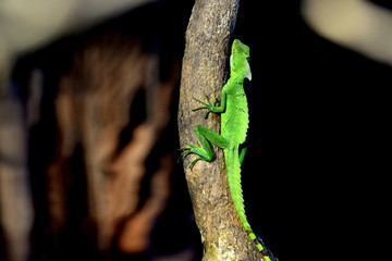 Leguan in Costa Rica