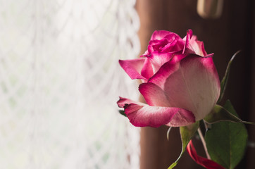 Pink rose flower next to window