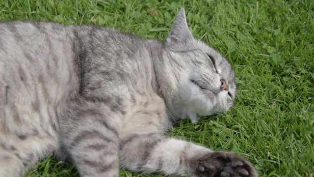 Gray cat lying in the grass and lazily rolling
