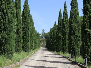 Filari di cipressi
