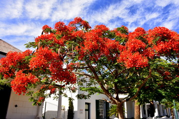 Baum in Südafrika