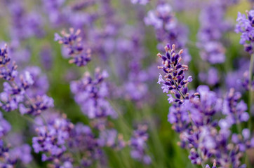 Close up of lavender flower on the meadow
