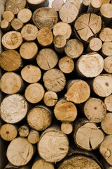 Texture of logs. Pattern. Background