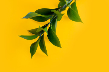 Fototapeta na wymiar green branch on a yellow background 