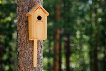 Birdhouse is attached to tree in forest. Concept spring