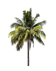 Fototapeta na wymiar Coconut on white background, clipping paht.