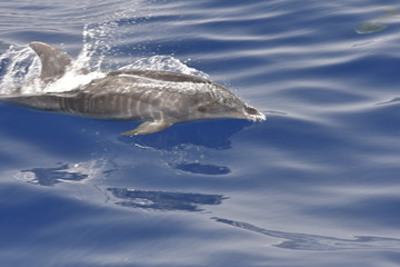 Delphin