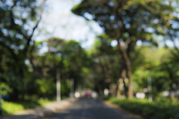 Road going through a park