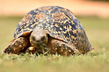 Schildkröte in Südafrika