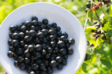 
Berries of black currant in a plate on the background of leaves, black currant in sunlight