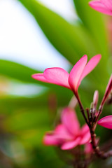 Obraz premium Plumeria flower pink,The most beatiful plumeria flower blooming on tree spa flower