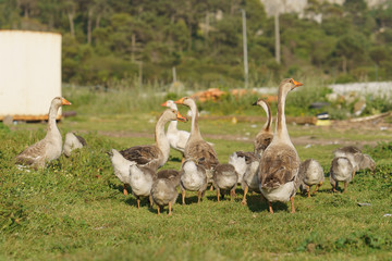 A herd of geese walking across the meadow at the sunny day