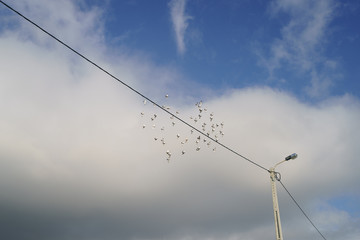 A flock of pigeons flying over the city