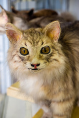 a scarecrow, a terrible cat