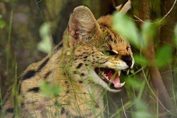 Serval in Südafrika