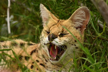 Serval in Südafrika