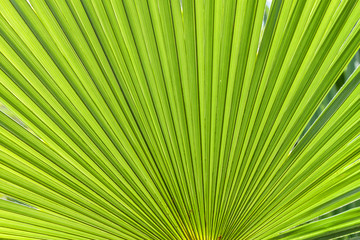 closeup palm tree leaf