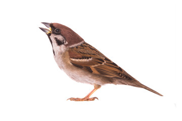 sparrow isolated