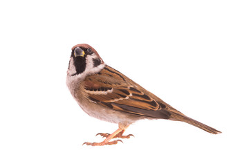 sparrow isolated