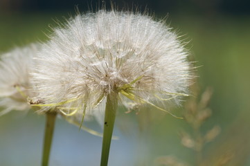 the seeds of a dandelion close-up