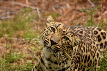 Leopard in Südafrika