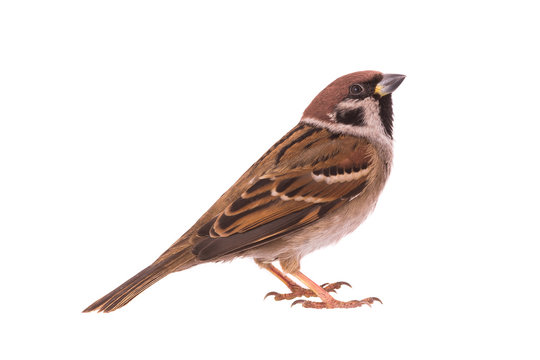 sparrow isolated