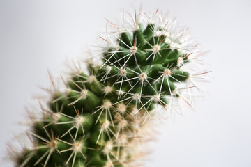 Macro Cactus Abstract