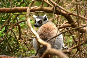Lemur