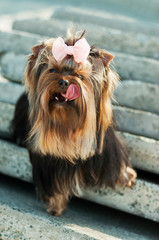 Loving small dog yorkshire terrier