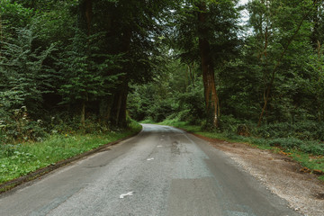 Fototapeta premium Empty asphalt country road passing through green forests and villages. Summer countryside landscape in the region of Normandy, France. Recreation, nature, holidays, travel and road network concept.