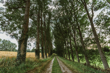 Empty asphalt country road passing through green forests and villages. Summer countryside landscape in the region of Normandy, France. Recreation, nature, holidays, travel and road network concept.