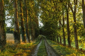 Fototapeta na wymiar Empty asphalt country road passing through green forests and villages. Summer countryside landscape in the region of Normandy, France. Recreation, nature, holidays, travel and road network concept.
