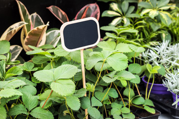 seedlings of garden strawberries and a black board for your text