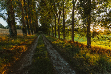 Fototapeta premium Empty asphalt country road passing through green forests and villages. Summer countryside landscape in the region of Normandy, France. Recreation, nature, holidays, travel and road network concept.